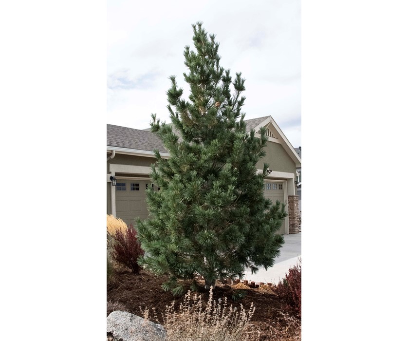 Vanderwolf's Pyramid Limber Pine